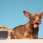 How Dog Food Affects Behavior: 5 Proven Ways Diet Impacts Mood 2025 Guide how dog food affects behavior