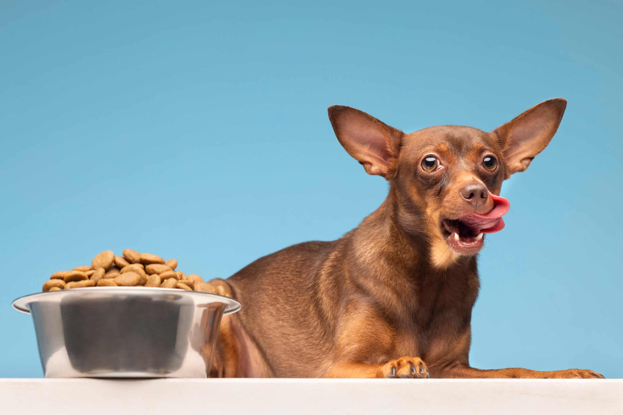 How Dog Food Affects Behavior: 5 Proven Ways Diet Impacts Mood 2025 Guide how dog food affects behavior