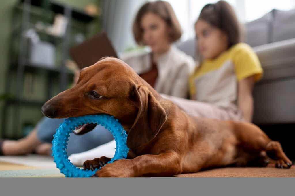 affordable puppy toys safe and fun