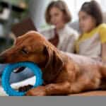 Affordable Puppy Toys That Are Safe and Fun in 2025 affordable puppy toys safe and fun